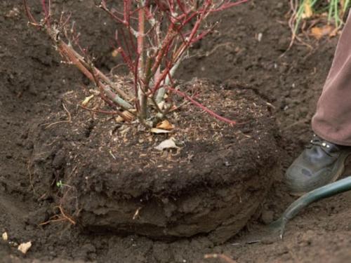 Как избежать проблем с пересадкой смородины осенью на новое место. Правила пересадки с одного участка на другой