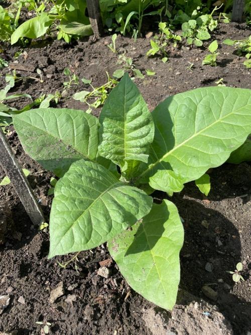 Характеристики сортов табака. Лучшие сорта табака для средней полосы России