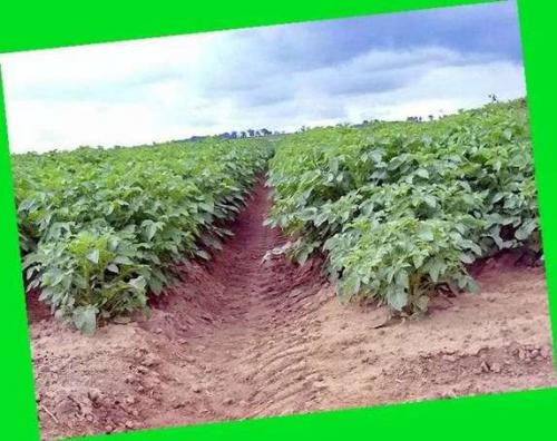 Характеристики сортов картофеля белорусской селекции. Сорт картофеля «Белорусский»