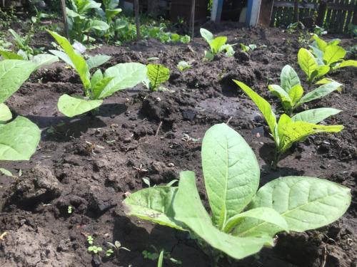 Характеристики сортов табака. Лучшие сорта табака для средней полосы России