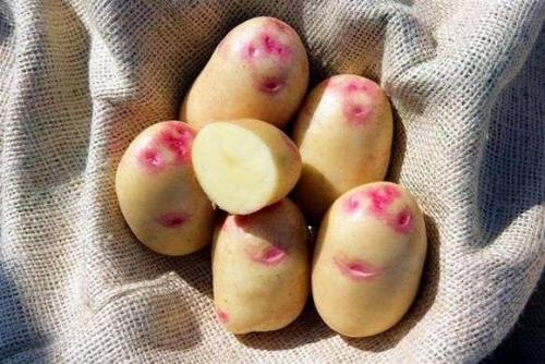 Характеристики сортов картофеля белорусской селекции. Сорт картофеля «Белорусский»