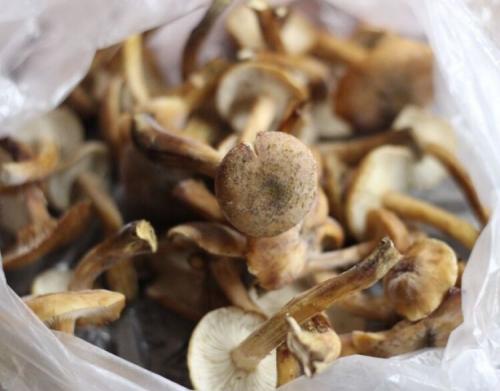 Как правильно приготовить опят перед заморозкой 01 Как правильно приготовить опят перед заморозкой 01