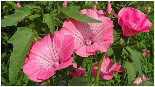 Садовая роза лаватера. Лаватера: описание