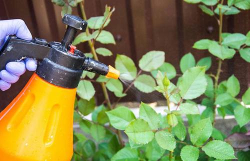 Как защитить розы осенью от вредителей. Подготовка роз к зиме – обрабатываем от болезней, заботимся!