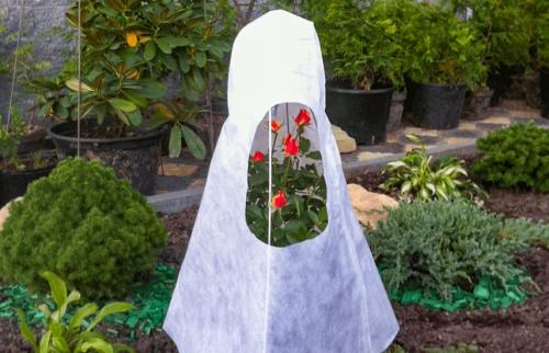 Как защитить розы осенью от вредителей. Подготовка роз к зиме – обрабатываем от болезней, заботимся!