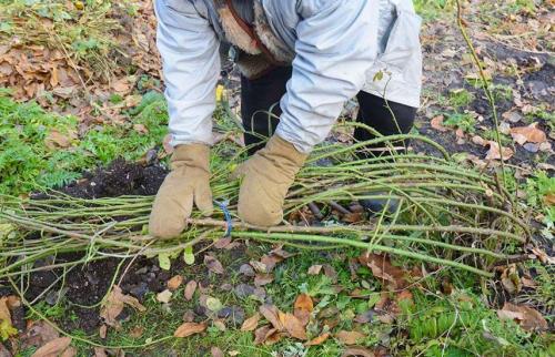 Как защитить розы осенью от вредителей. Подготовка роз к зиме – обрабатываем от болезней, заботимся!
