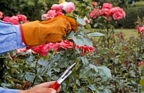 Как защитить розы осенью от вредителей. Подготовка роз к зиме – обрабатываем от болезней, заботимся!