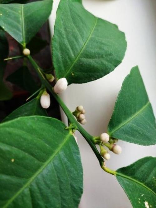 Секреты ухода за домашним лимоном зимой. Как ухаживать за комнатным лимоном зимой.