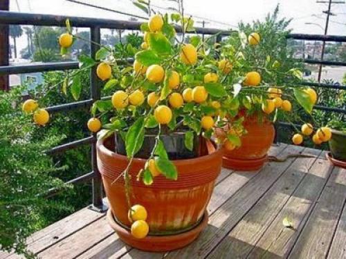 Уход за лимоном в домашних условиях. Домашний лимон: уход в домашних условиях и фото