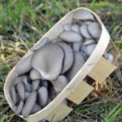 Как сохранить вешенки на зиму. Хранение вешенок - сушка, соление и маринование