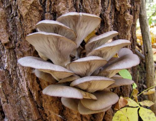 Вешенки на зиму соленые рецепты. Подготовка 07 Вешенки на зиму соленые рецепты. Подготовка 07