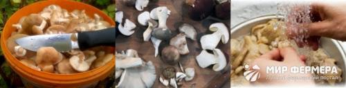 Вешенки на зиму соленые рецепты. Подготовка 06 Вешенки на зиму соленые рецепты. Подготовка 06