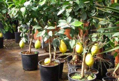 Домашние лимоны на подоконнике. Оптимальные условия для выращивания