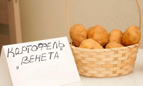 Как отличить сорт картофеля Венета от других сортов. Как вырастить картофель Венета: особенности ухода за раннеспелым сортом