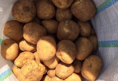 ᐉ сорт картофеля венета: история и характеристики 05