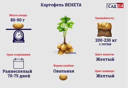 Как отличить сорт картофеля Венета от других сортов. Как вырастить картофель Венета: особенности ухода за раннеспелым сортом