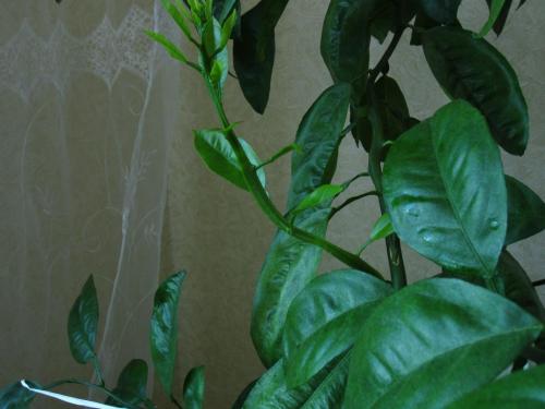 Как прищипывать цитрусовые. Особенности ветвления и его влияние на обрезку. Общие правила обрезки.