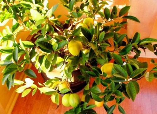 Уход за плодоносящим комнатным лимоном. Оптимальные условия для выращивания