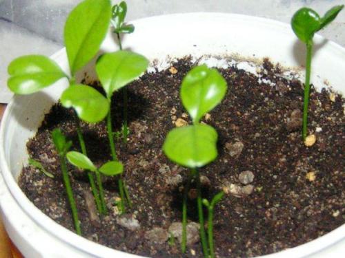 Взошел лимон из косточки. Лимон из косточки