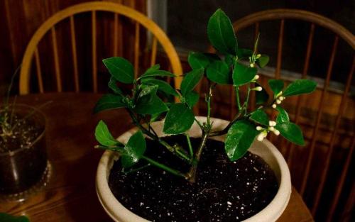 Как поливать лимонное дерево в домашних условиях. Особенности полива