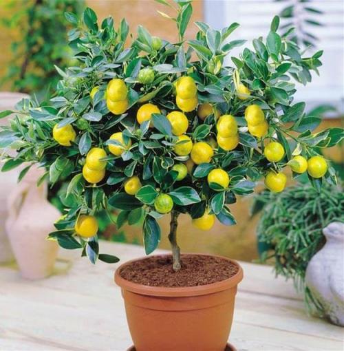Как вырастить лимон в украине. Лимонное дерево домашнее. Как вырастить и ухаживать