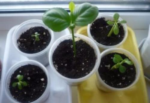 Как вырастить лимон из косточки, чтобы он плодоносил. Выращивание лимона в домашних условиях из косточки