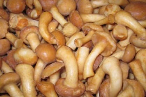 Как хранить икру грибную с луком, морковью и помидорами после приготовления. Грибная икра замороженная