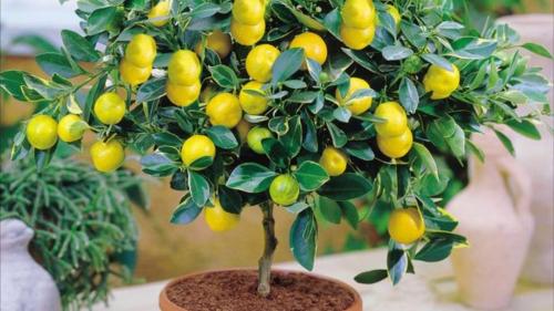 Как ухаживать за лимонным деревом в саду. Лимонное дерево домашнее. Как вырастить и ухаживать