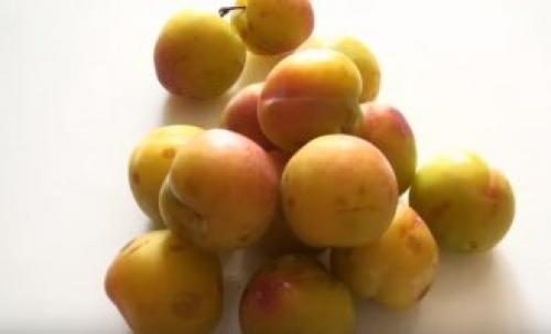 Конфитюр из желтых слив на зиму. Полезные и вредные свойства жёлтой сливы 20 Конфитюр из желтых слив на зиму. Полезные и вредные свойства жёлтой сливы 20