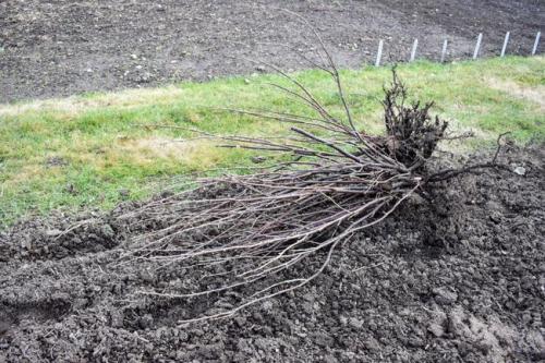 Какие инструменты необходимы для пересадки смородины