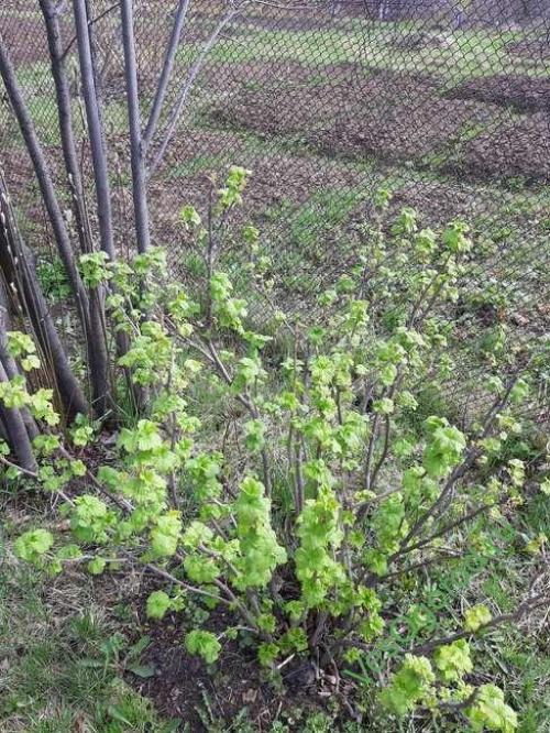 Как избежать повреждения корней при пересадке смородины. Как правильно пересаживать смородину на новое место