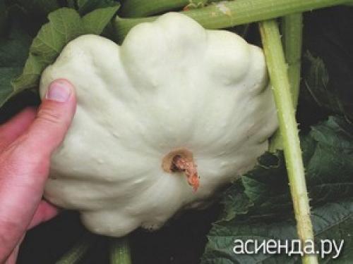 Как долго можно хранить патиссоны на зиму без стерилизации. Как правильно хранить патиссоны