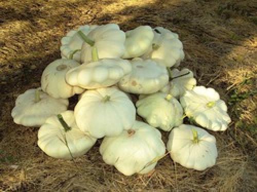 Как долго можно хранить патиссоны на зиму без стерилизации. Как правильно хранить патиссоны