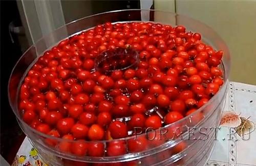 Можно ли использовать компот из боярышника на зиму для приготовления других блюд. Боярышник — 7 идеальных способов приготовления заготовки на зиму