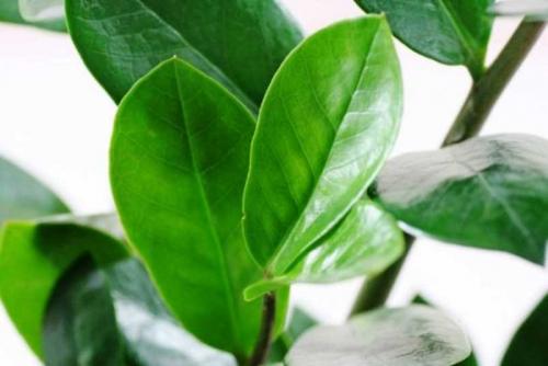 Как ухаживать за лимонным деревом в саду. Лимонное дерево: особенности высадки, правила ухода, обрезки, подкормки. Идеи декоративного оформления (150 фото)