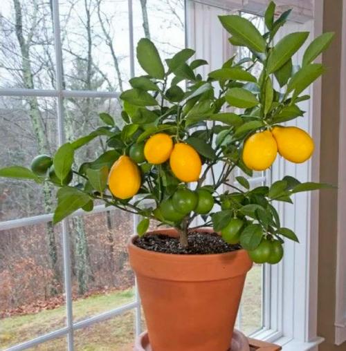Как выращивать комнатный лимон. Уход за лимоном в домашних условиях