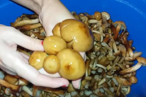 Как варить опята перед маринованием. Опята маринованные на зиму в банках с уксусом