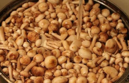 Как варить опята на зиму. Маринованные опята на зиму с уксусом без стерилизации