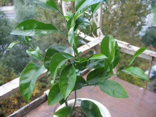 Как ухаживать за лимоном, чтобы он плодоносил дома