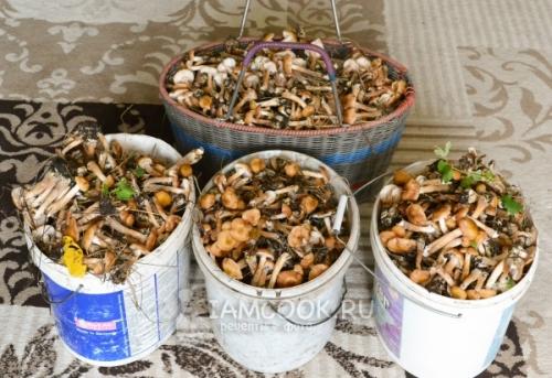 Опята варка заморозка: как это работает и почему это важно 04