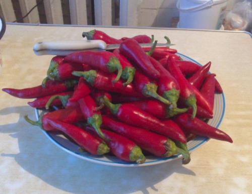 Как долго хранится абхазская аджика на зиму. Настоящая абхазская аджика и принципы ее приготовления