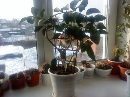 Уход за лимоном зимой. Уход за домашним лимоном зимой