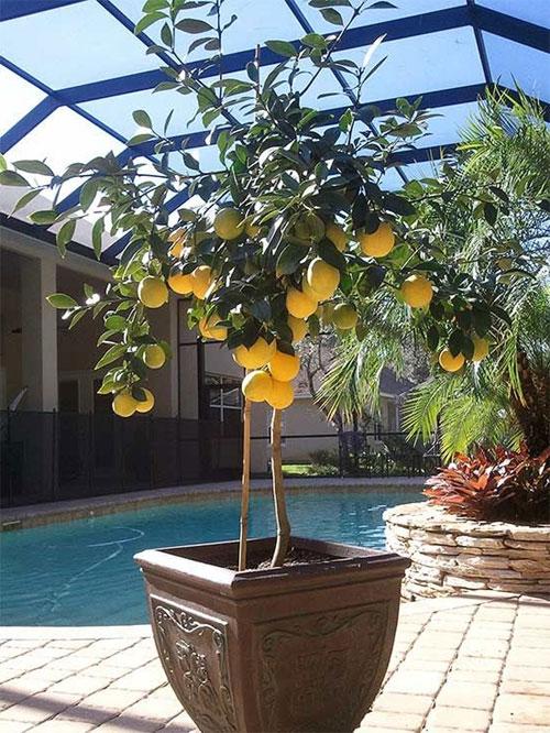 Лимон в домашних условиях. Как вырастить лимон в домашних условиях – уход, обрезка, прививка