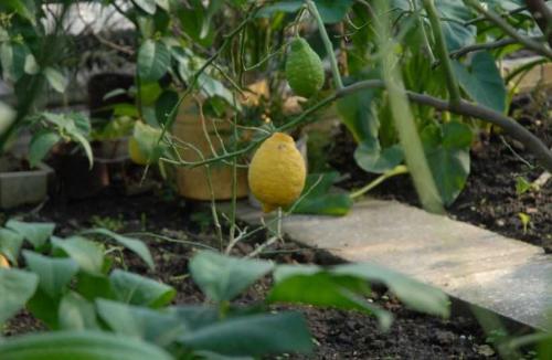Как ухаживать за лимонным деревом в саду. Лимонное дерево: особенности высадки, правила ухода, обрезки, подкормки. Идеи декоративного оформления (150 фото)
