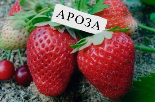 Выбор сорта клубники. Лучшие сорта клубники с фотографиями и описание
