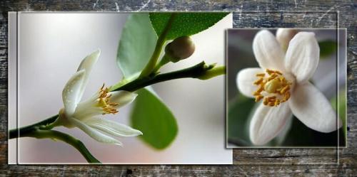 Как ухаживать за лимоном и апельсином. Как ухаживать за лимоном