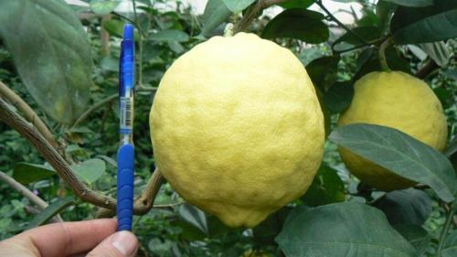 Как ухаживать за лимонным деревом. Лимонное дерево домашнее. Как вырастить и ухаживать