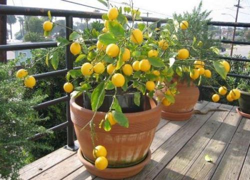 Как ухаживать за лимонным деревом. Лимонное дерево домашнее. Как вырастить и ухаживать