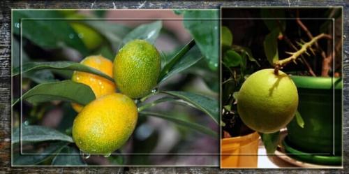 Как ухаживать за лимоном и апельсином. Как ухаживать за лимоном