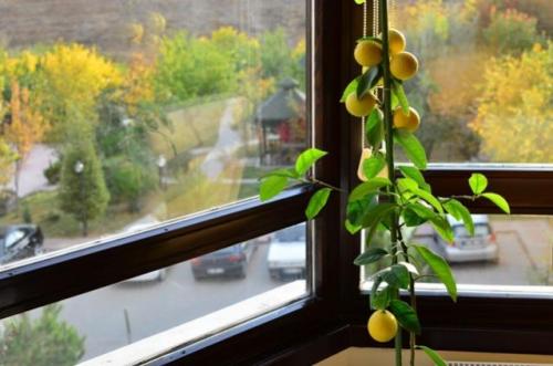Как ухаживать за комнатным лимоном зимой. Световой режим